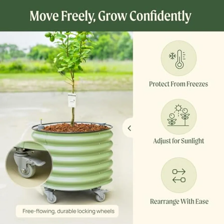 وعاء زراعة شجرة الحمضيات الدوا - مراجعة Self-Watering Planter وسعره